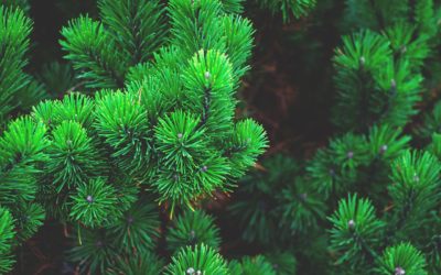 How to Create Engaging Evergreen Content that Stays Relevant